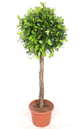 Ficus Nitida On Stem