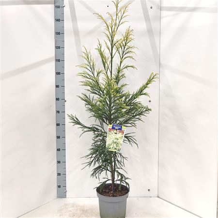 Cryptomeria Jap Hungarian Gold
