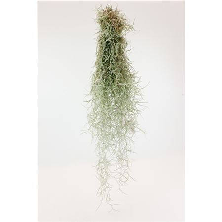 Tillandsia Usnoides