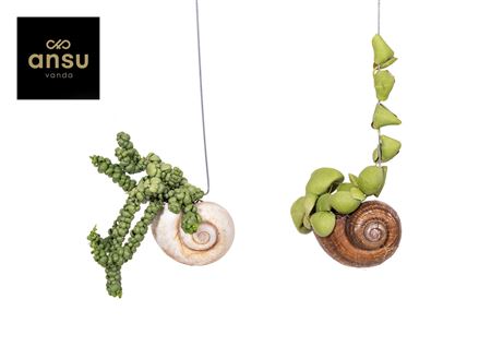 Dischidia Shelly Hang (los)