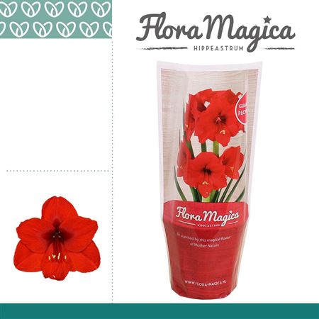 Hipp Royal Red 1pp Flora Magica