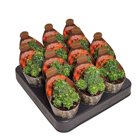 Echinocereus Triglochidiatus Mojavensis Inermis -