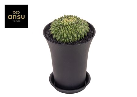 Gymno Cactus Spineless Island Xx