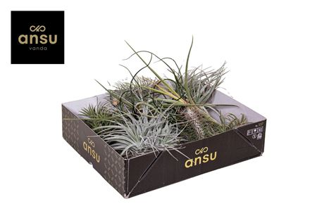 Tillandsia Cube Mix (large)