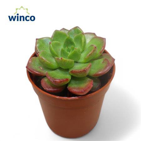 Echeveria Affinus Red
