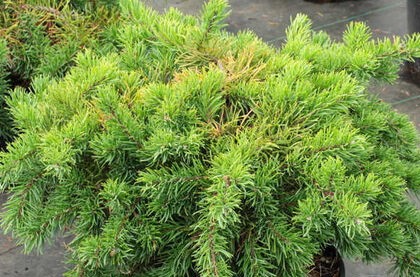 Сосна банкса Шудик