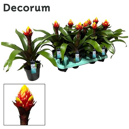 Guzmania Crown (decorum)