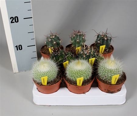 Cactus Mix Luxe Boll On Row   Name Tiket