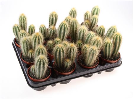 Pilosocereus Odilensis