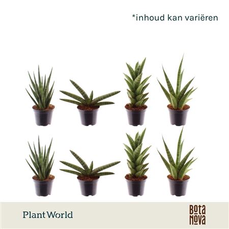 Sansevieria Mix Sonora (klein)