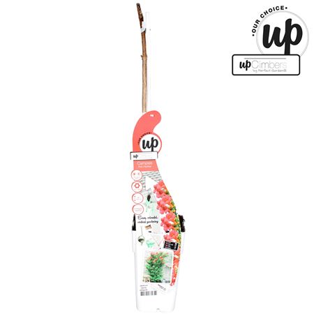 Campsis Pink Panther