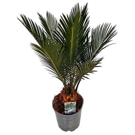 Cycas Revoluta 6+