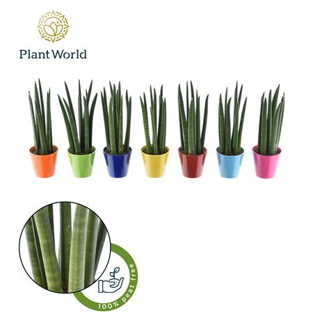 Sansevieria Cylindrica Mix Ceramic