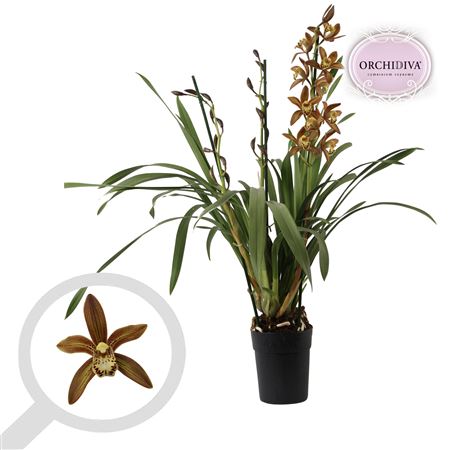 Cymbidium 3st Brown