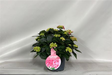 Hydrangea Ma Early Rosa 12+