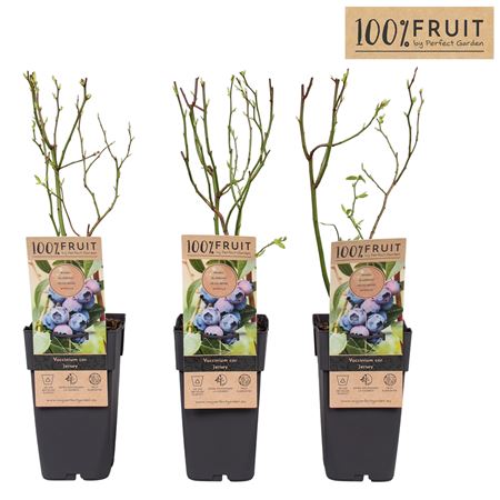 Vaccinium Cor Jersey