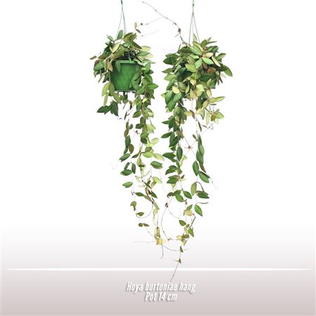 Hoya Burtoniae Hanging Pot