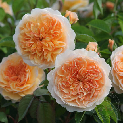 Роза парковая Порт Санлайт