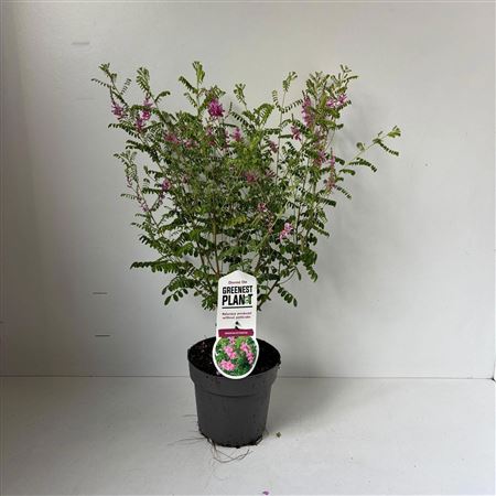 Indigofera Heterantha