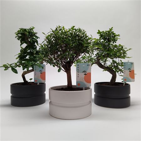 Bonsai Mix Dumbbell