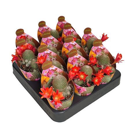 Rebutia Heliosa Potcover