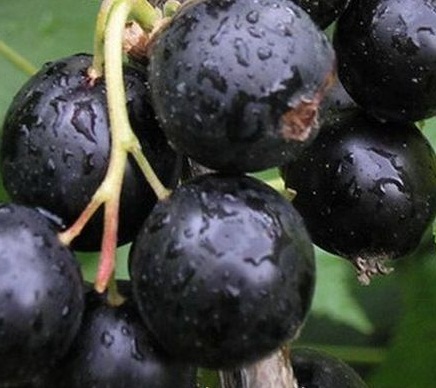 Смородина черная Ядреная