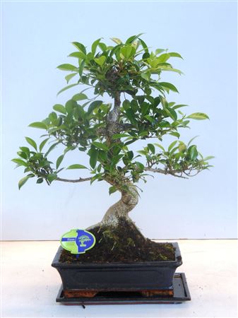 Bonsai Ficus Retusa Shape With Drip Tray