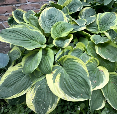 Хоста Маргарет