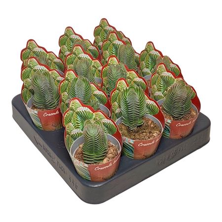 Crassula Buddha's Temple Potcover