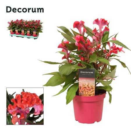Celosia Hot Topic Pink Label (decorum)