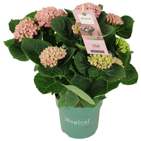 Hydrangea Ma Magical Revolution Pink 7+
