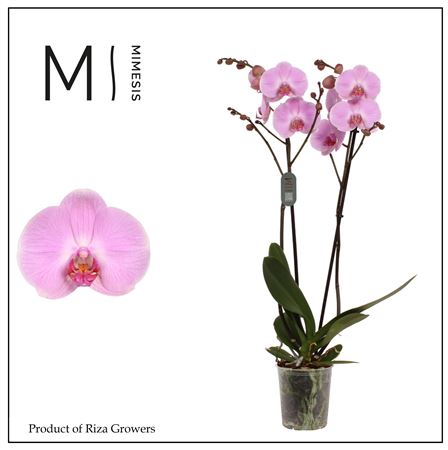 Phal 2st Elion 16+ (orchid Growers)