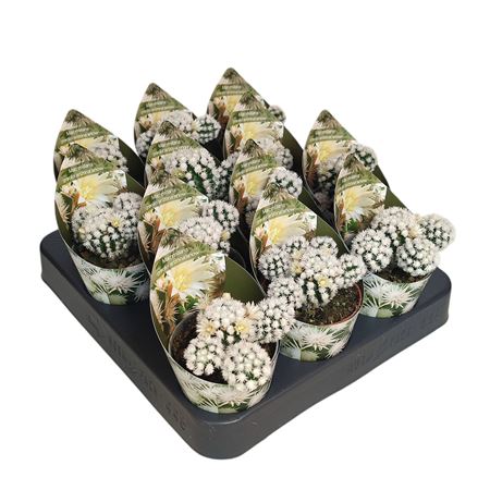 Mammillaria Gracilis Arizona Snow Potcover