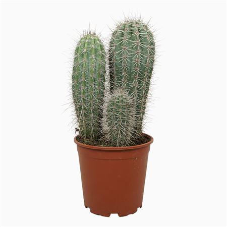 Pachycereus Pringlei Group