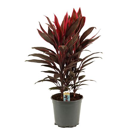 Cordyline Tango 3pp