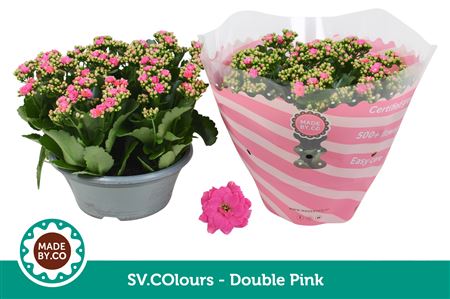 Kal Ros Pink In Bowl Sv.colour