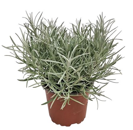 Helichrysum Stoechas Curry
