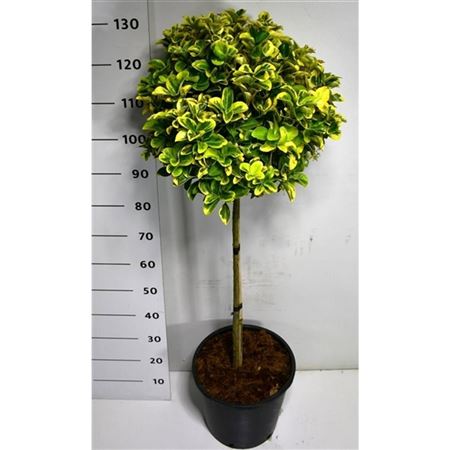 Euonymus Jap Aureus On Stem