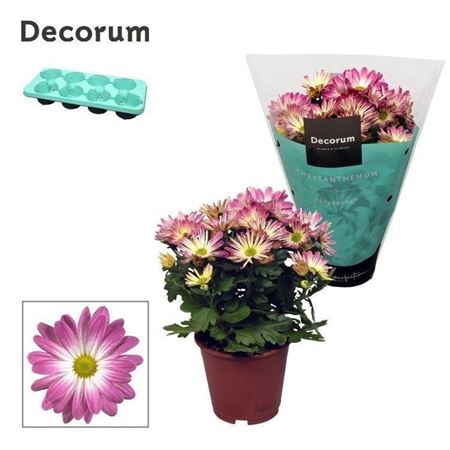 Chrys Margarita Bicolor Ice Cream (decorum)