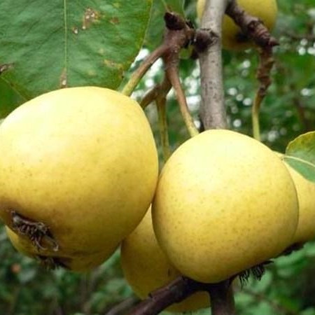 Груша обыкновенная Скороспелка Из Мичуринска в тубе