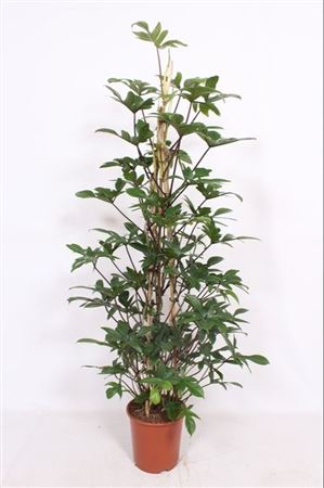 Philodendron Pedatum Piramide