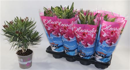 Nerium Oleander Mix 3+