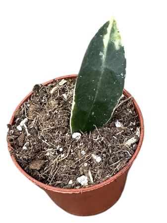 Hoya Lacunosa Asami