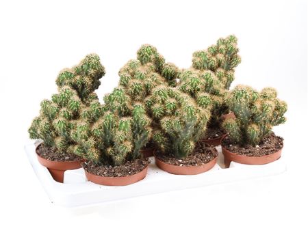 Cereus Peruvianus Monstrosus Yellow