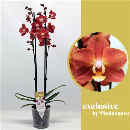 Phal 2st Horizon 14+ (phalaenova)