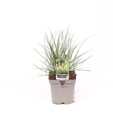 Pennisetum Al Hameln