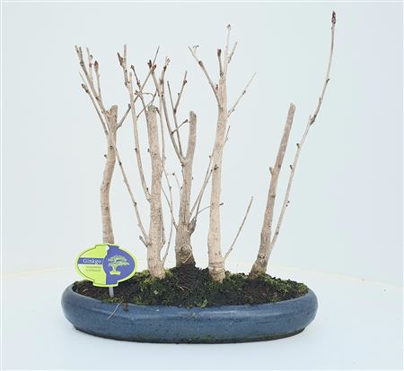 Bonsai Ginkgo Biloba Group 5 Stem