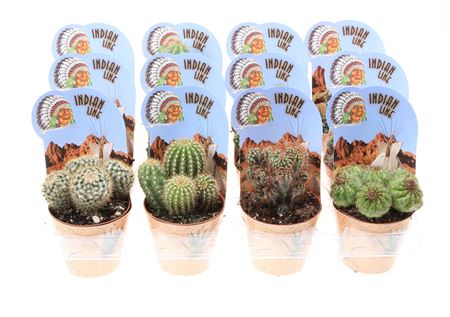 Cactus Mix Potcover Indian Line