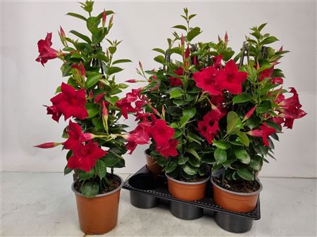Mandevilla Sundaville Red Pyramid