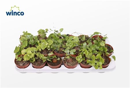 Dioscorea Elephantipes